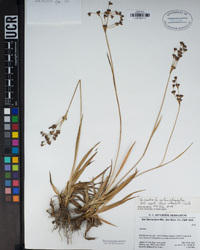 Juncus orthophyllus image