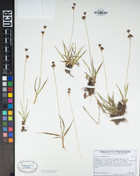 Juncus orthophyllus image