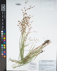 Juncus oxymeris image