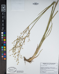 Juncus oxymeris image