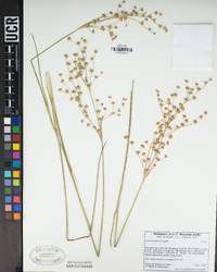 Juncus oxymeris image