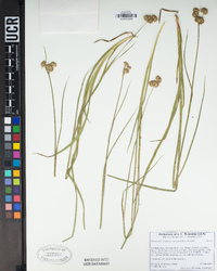 Juncus phaeocephalus image