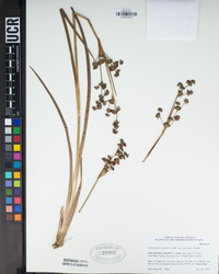 Juncus phaeocephalus image