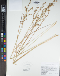 Juncus phaeocephalus image