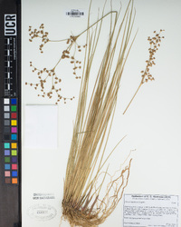 Juncus rugulosus image