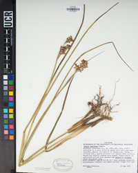 Juncus dubius image