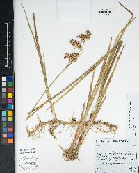 Juncus saximontanus image