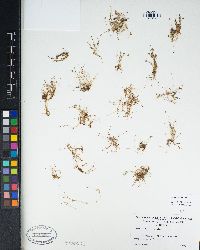 Juncus tiehmii image