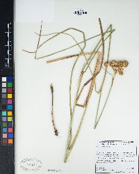 Juncus torreyi image