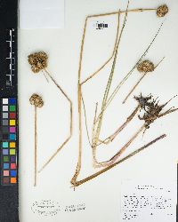 Juncus torreyi image