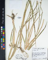 Juncus xiphioides image