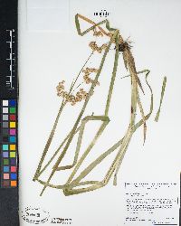 Juncus xiphioides image