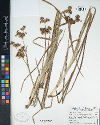 Juncus xiphioides image