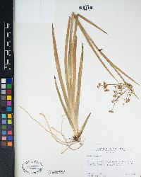 Juncus xiphioides image