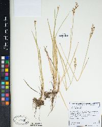 Juncus xiphioides image