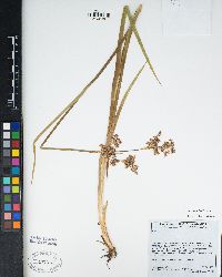 Juncus xiphioides image