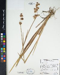 Juncus xiphioides image