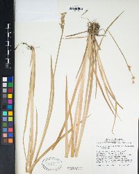 Juncus xiphioides var. xiphioides image