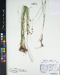 Juncus confusus image