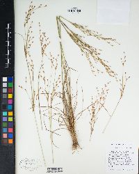 Juncus trilocularis image