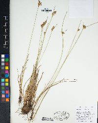 Juncus trilocularis image