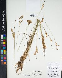 Juncus trilocularis image