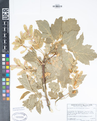 Acer negundo var. californicum image