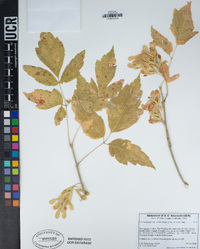 Acer negundo var. californicum image