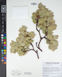 Arctostaphylos glandulosa image