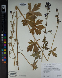 Aconitum columbianum image