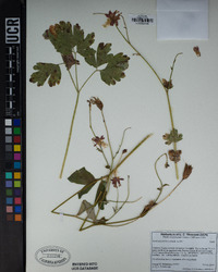 Aquilegia formosa image