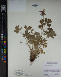 Aquilegia formosa image