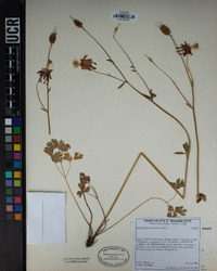 Aquilegia formosa image