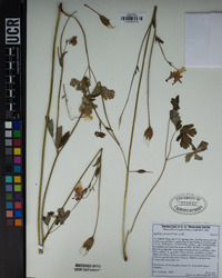 Aquilegia formosa image