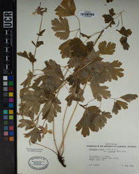 Aquilegia formosa image