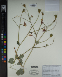 Aquilegia formosa image