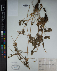 Aquilegia formosa image