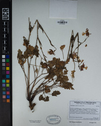 Aquilegia formosa image