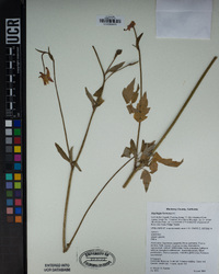 Aquilegia formosa image