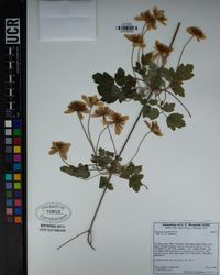 Clematis lasiantha image