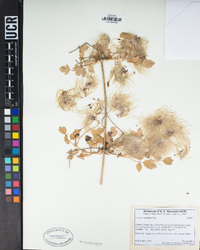 Clematis lasiantha image