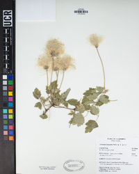 Clematis lasiantha image