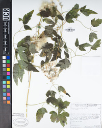 Clematis ligusticifolia image