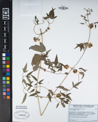 Clematis ligusticifolia image