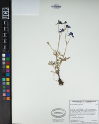 Delphinium depauperatum image