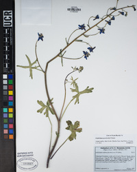 Delphinium gracilentum image