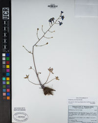 Delphinium gracilentum image