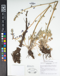 Delphinium hansenii subsp. kernense image