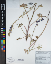 Delphinium hansenii image