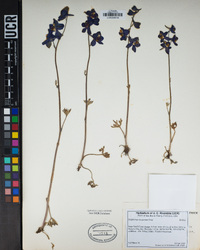 Delphinium hesperium image